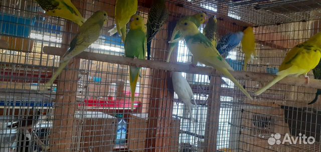 Волнистые попугайчики радужные и выставочные