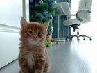 Котята мейн-кун продажа объявление продам