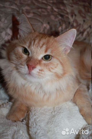 Добряк кот Рыжастик ищет дом