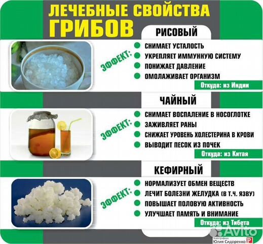Индийский морской рис, чайный,молочный,винный гриб