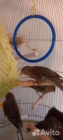 Кенара и канарейки, клетки б/у
