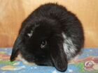 Кролик миниатюрный черно - белый объявление продам