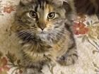 Прекрасная кошка Мейн-кун объявление продам
