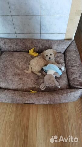 Кремовая Тиночка мальтипу