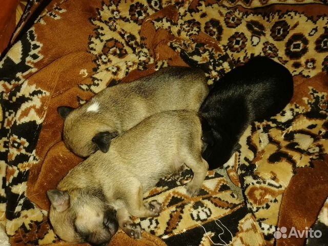 походка 2 х месячного щенка франц бульдвидео. щенки в таре. щенки немецкого дога в 1 месяц фото. авито благовещенск животные. щенок дога с мамой.