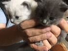 Ласковые котятки жлут своего друга объявление продам