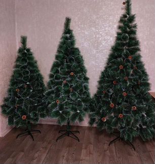 Сосна пушистая