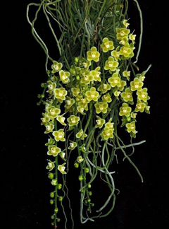 Орхидея Chiloschista viridiflava