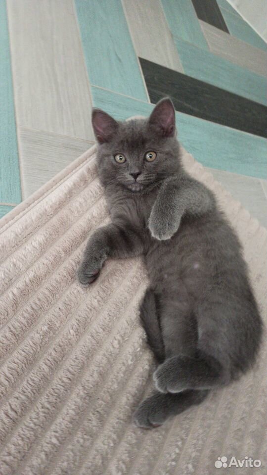 Шотландский котенок