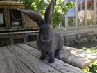 Кролики породы фландр объявление продам