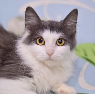 Котенок ищет семью