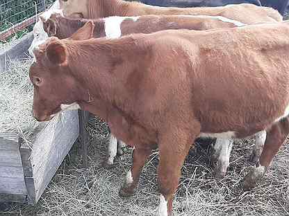 быки кастраты авито татарстан. купить козла в нарышкани. авито уварово животный. авито уварово тамбовской области животные сельскохозяйственные. рынки в уварово тамбовской.