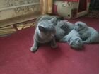 Британские котята голубого окраса объявление продам