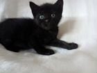 Черный котенок- мальчик