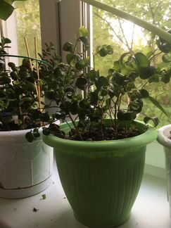 Фикус барокко