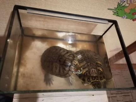 2 черепахи, аквариум