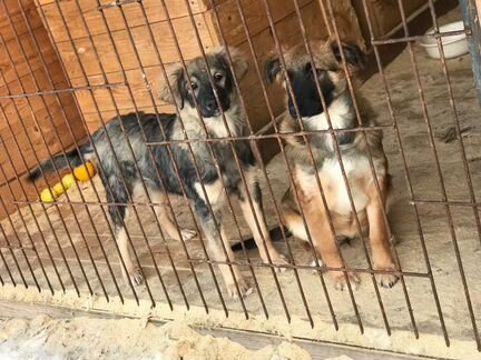 Семейная пара разнорабочих в приют для животных