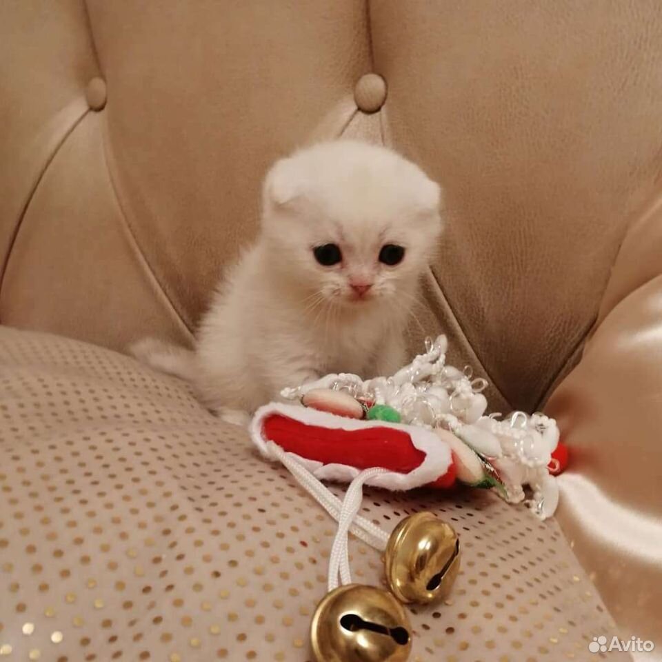 Шотландские вислоухие котята