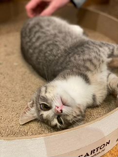 Одноглазый котенок - мальчик ласковый