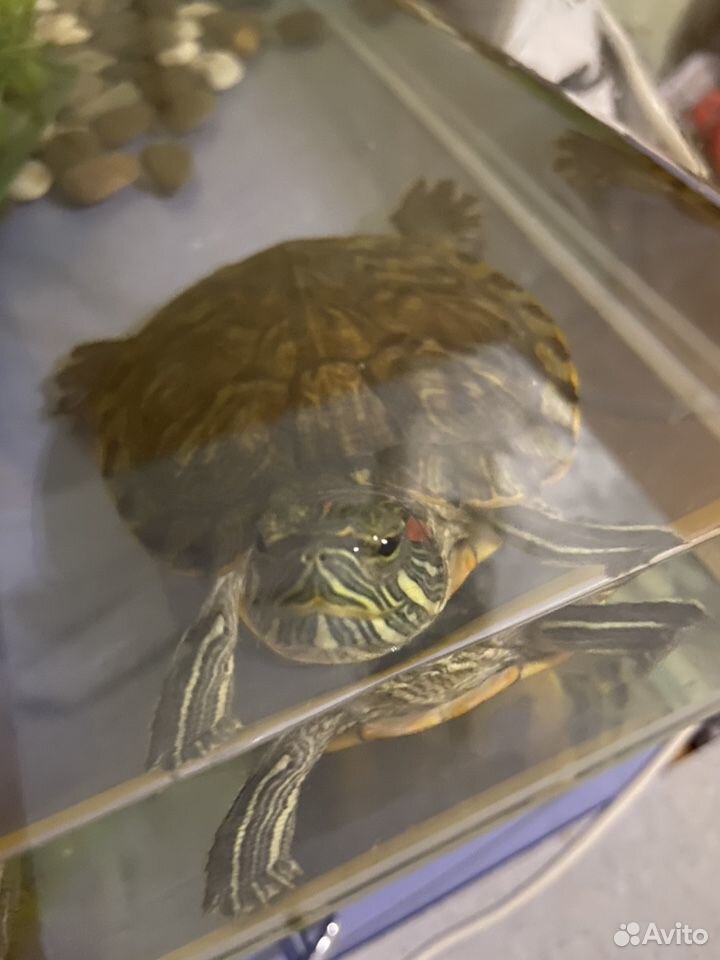  Красноухие черепахи 