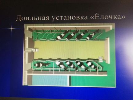 Доильный Зал ёлочка 2х6