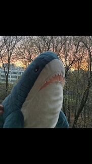 Легендарная акула