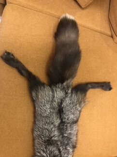 Лисья шкура чернобурая