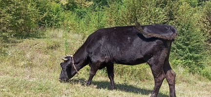 Коровы, телки стельные - фотография № 1