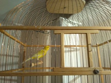 Канарейки Кенара