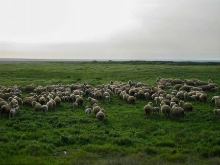 Пастух овец