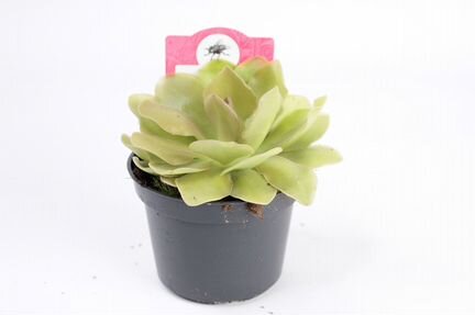 Жирянка Весер (горшок 9см)