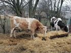 Коровы стельные объявление продам
