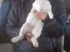 Мясо кроликов, кролики объявление продам