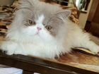 Продам персидскую кошку