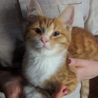 Котёнок ищет семью