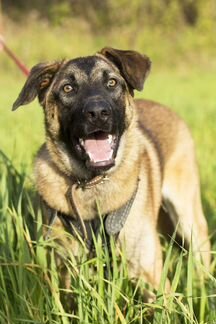 Рэй в поисках дома