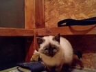 Кошка сиамская (девочка) объявление продам