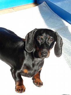 Кобель таксы для вязки Развязан Титулован