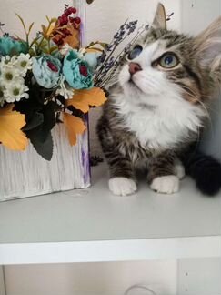 Котенок в добрые руки