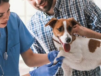 Ветеринарный врач. Ветеринар. Круглосуточно