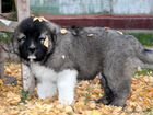 Кавказская овчарка, щенки и подростки объявление продам