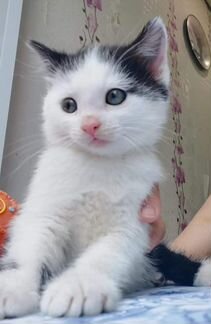 Котенок Оскар в добрые руки