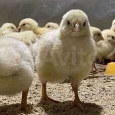Цыплята бройлеры кобб 500 из Чешского яйца