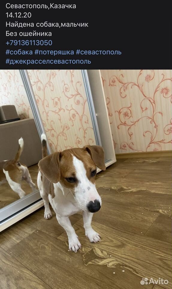 Севастополь,рнказачка Найден пес,мальчик джек расс 89136113050 купить 1