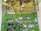 Муравьиная ферма с колонией муравьев жнецы объявление продам