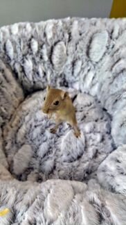 Песчанка