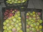 Груши и яблоки зимних сортов объявление продам