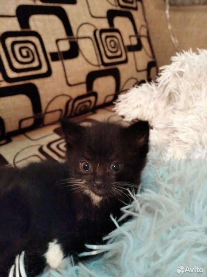 Кошка