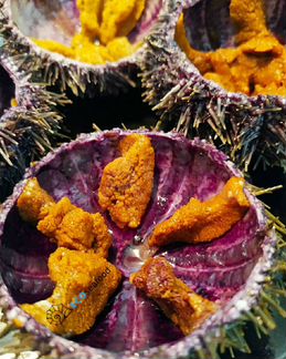 Морские ежи