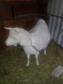 Молочная коза - фотография № 4